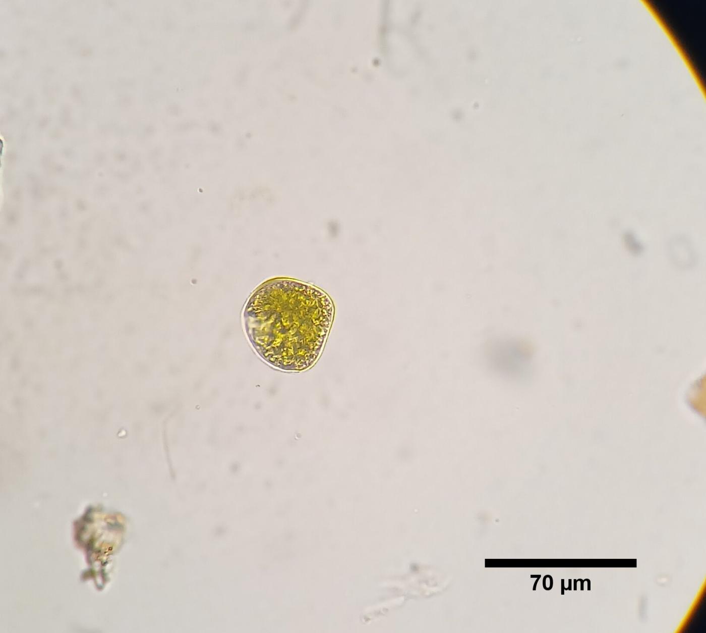 Alansmia spathulata image